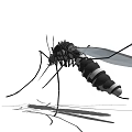 Detailed 3D Model of Black Mosquito Flying Insect with Long Legs and Shadow