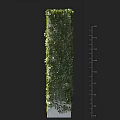 Vertical Vine Wall With Scaled Height Ruler And Lush Green Foliage 3d model