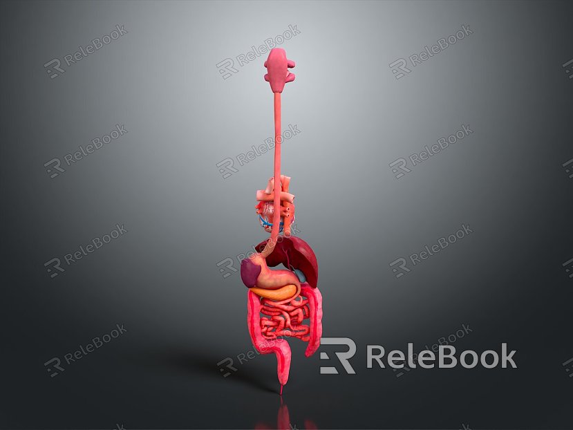 Visceral Human Body Visceral Human Body System Human Urinary System Human Circulatory System Human Body Internal Tissue model