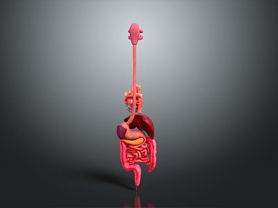 Visceral Human Body Visceral Human Body System Human Urinary System Human Circulatory System Human Body Internal Tissue model