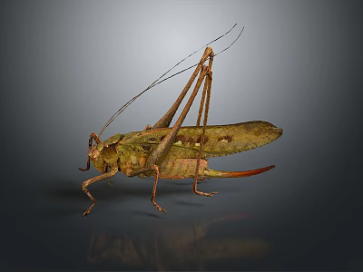 Detailed Green Grasshopper With Long Antennae Legs And Reflection On Dark Background 3d model