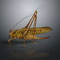 Detailed Green Grasshopper With Long Antennae Legs And Reflection On Dark Background