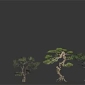 Bonsai Trees With Different Forms Twisted Trunks And Lush Foliage On Black Smooth Surface