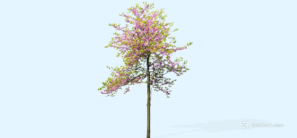 Deciduous Tree with Pink Blossoms Green Foliage and Slender Trunk Against Light Blue Background 3d model 