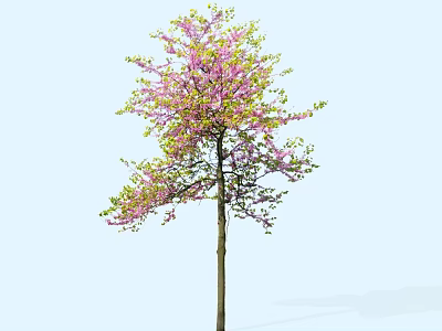 Deciduous Tree with Pink Blossoms Green Foliage and Slender Trunk Against Light Blue Background 3d model