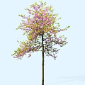 Deciduous Tree with Pink Blossoms Green Foliage and Slender Trunk Against Light Blue Background