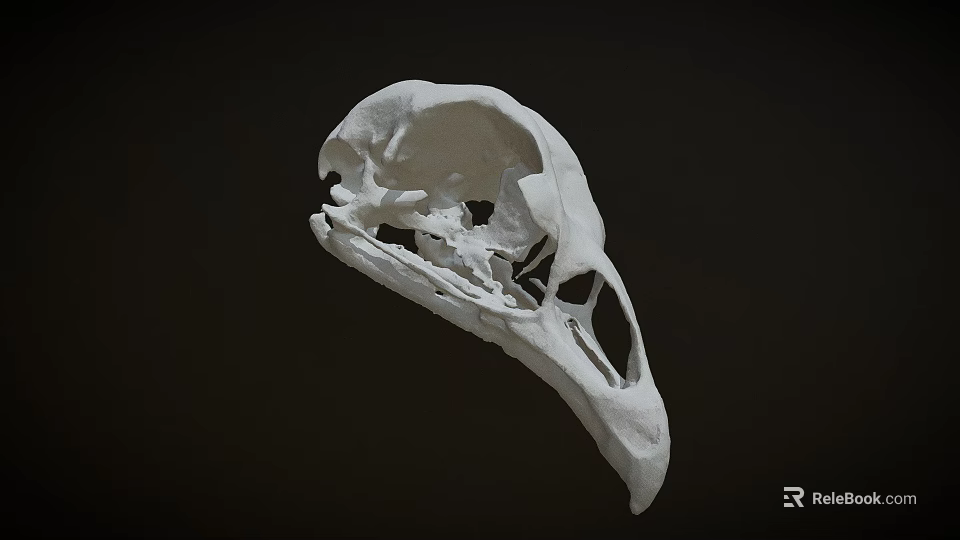 Detailed White Bird Skull Isolated On Dark Background With Intricate Features 3d model 