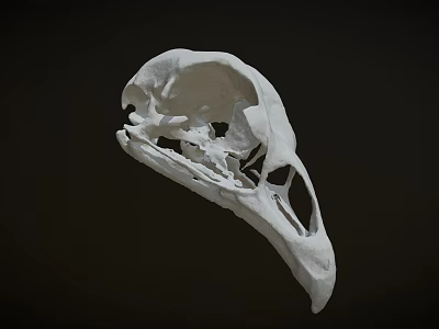 Detailed White Bird Skull Isolated On Dark Background With Intricate Features 3d model