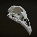 Detailed White Bird Skull Isolated On Dark Background With Intricate Features 3d model