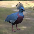 Vibrant Blue and Pink Feathered Flying Animal with Crested Head Standing on Grassland