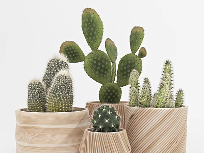 Various Cactus Bonsai Potted Plants in Wooden Containers for Home Decor 3d model