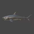 Detailed Realistic Grey Shark Model With Open Mouth And Sharp Teeth