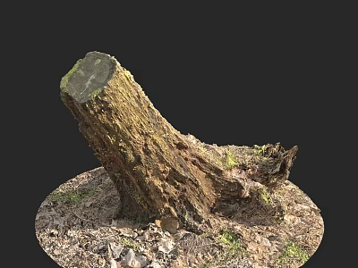 Natural Wooden Tree Stump With Stones Grass And Green Moss 3d model