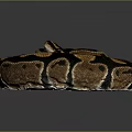 Beautiful Coiled Brown and Black Patterned Snake on Dark Background