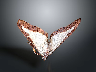 Close Up View Of Butterfly With Brown And White Wings On Gray Background 3d model