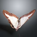 Close Up View Of Butterfly With Brown And White Wings On Gray Background