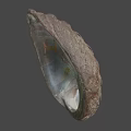 Fresh Edible Abalone With Iridescent Shell And Natural Seafood Delicacy