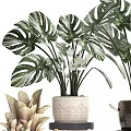 Various Potted Plants In Woven And Handled Pots On Wooden Stools