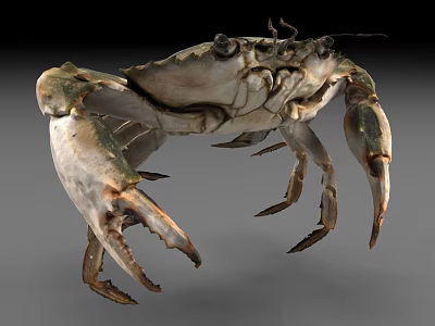 Realistic Aquatic Crab With Large Claws Detailed Texture And Natural Coloration 3d model