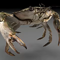 Realistic Aquatic Crab With Large Claws Detailed Texture And Natural Coloration