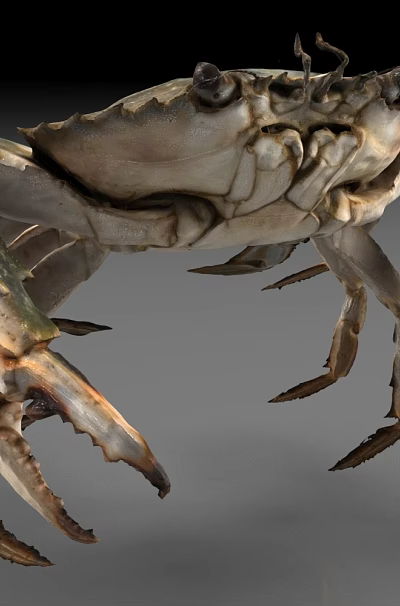 Realistic Aquatic Crab With Large Claws Detailed Texture And Natural Coloration 3d model