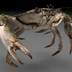 river crab freshwater crab 3d model