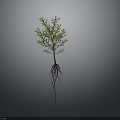 Plant Organ Structure With Root Hairs Yellow Flowers Stem And Leaves