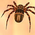 Detailed Large Spider With Brown And Black Patterned Legs On Orange Background