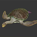 Detailed View Of Sea Turtle Organs Shell Flippers And Head Structure