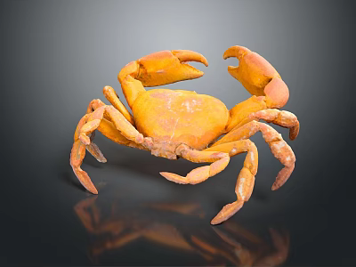 Detailed Orange Crab with Open Claws on Dark Background Showing Reflection 3d model