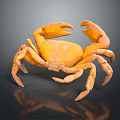 Detailed Orange Crab with Open Claws on Dark Background Showing Reflection 3d model