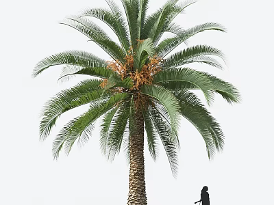 Tall Palm Tree with Lush Green Fronds Thick Trunk and Person Standing Nearby 3d model