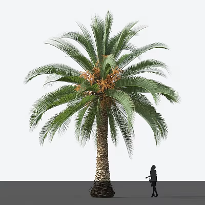 Tall Palm Tree with Lush Green Fronds Thick Trunk and Person Standing Nearby 3d model