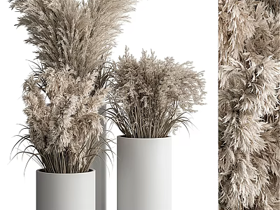Dried Pampas Grass Decorative Potted Plants In White Ceramic Vases For Modern Home 3d model
