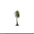 Tall Graceful Arbor Featuring Long Drooping Feathery Leaves and Bulbous Trunk