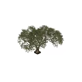 Lush Olive Tree With Thick Trunk Green Leaves And Human Figure For Scale