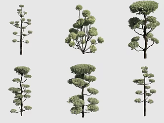 Japanese cypress shrub hedge ornamental plants 3d model