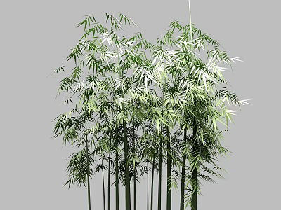 Bamboo Plants With Lush Green Leaves And Tall Slender Stems In Natural Setting 3d model