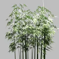 Bamboo Plants With Lush Green Leaves And Tall Slender Stems In Natural Setting