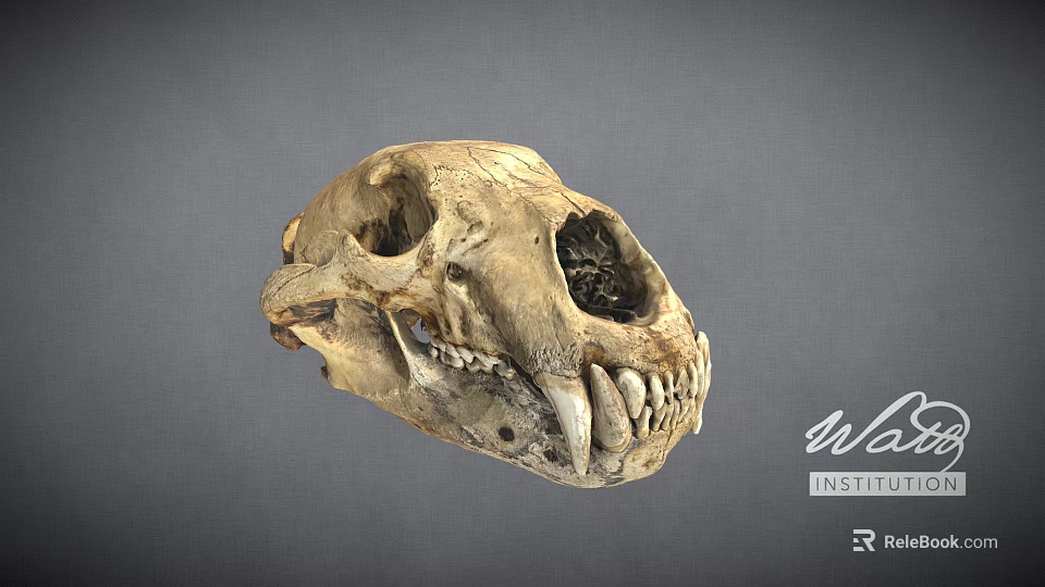 Detailed Animal Skull Fossil With Sharp Teeth And Hollow Eye Sockets 3d model 