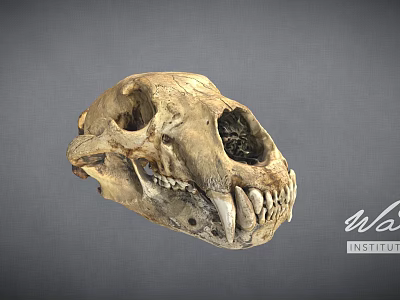 Detailed Animal Skull Fossil With Sharp Teeth And Hollow Eye Sockets 3d model