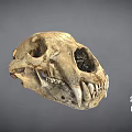Detailed Animal Skull Fossil With Sharp Teeth And Hollow Eye Sockets