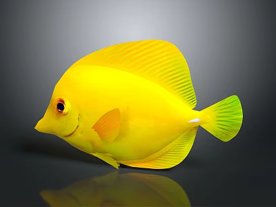Vibrant Yellow Fish With Round Body Green Tail Red Eyes And Reflection On Gray Background 3d model