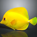 Vibrant Yellow Fish With Round Body Green Tail Red Eyes And Reflection On Gray Background