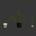 Potted Plants with Different Sizes and Colors on Black Floor Against Gray Background Showing Reflection