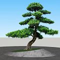 Unique Tree With Curved Trunk Lush Foliage On Green Grass Gray Stone Pavement
