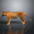 Tiger Side View With Orange And Black Stripes Gray Background And Ground Reflection