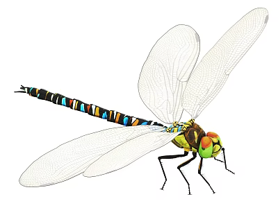 Colorful Dragonfly Flying Insect With Transparent Wings Slender Body And Green Eyes 3d model