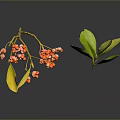 Plant Branch With Red Berries Yellow Leaves And Green Leaf On Dark Background With Reflection