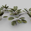 Peacock Plant Perennial Evergreen Herb With Striking Variegated Leaves As Indoor Decoration